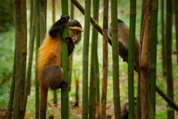 Fototapeten Golden Monkey - Cercopithecus kandti originally subspecies of Blue monkey (Cercopithecus mitis kandti), found in Mgahinga in Uganda, Volcanoes in Rwanda and Virunga in highland forest near bamboo © phototrip.cz