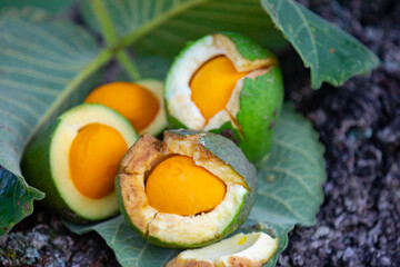 Typical ripe pequi fruit (caryocar brasiliense) in fine details and selective focus. Typical fruit of the Brazilian cerrado bioama.