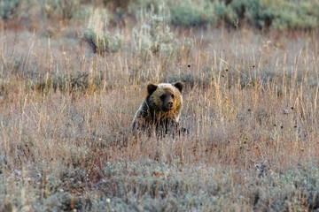 One of grizzly bear (Ursus arctos horribilis) 793 cubs in Grand Teton National Park in October 2023