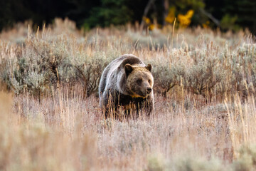 Grizzly bear (Ursus arctos horribilis) 793 in Grand Teton National Park in October 2023