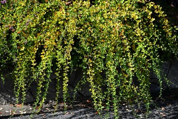 Japanese bush clover (Lespedeza) yellow leaves. Fabaceae deciduous shrub. Seasonal background material.