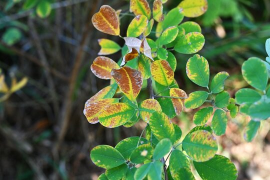 Japanese bush clover (Lespedeza) yellow leaves. Fabaceae deciduous shrub. Seasonal background material.