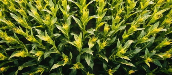 Bird's-eye perspective of countryside scenery. Overhead view of golden sunflower and corn field on sunny day.