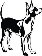 Cartoon Black and White Isolated Illustration Vector Of A Rat Terrier Dog Standing Up