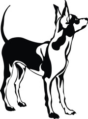 Obraz premium Cartoon Black and White Isolated Illustration Vector Of A Rat Terrier Dog Standing Up