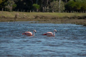 Wild flamingos in a stream in uruguay