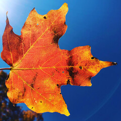 autumn maple leaf