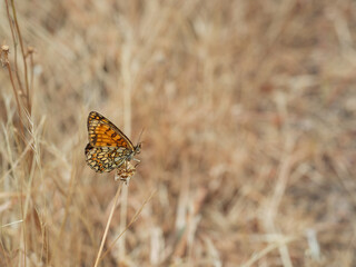 Melitaea athalia