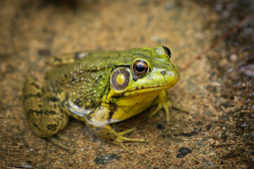 frog on the ground