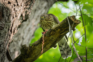 hawk on a tree