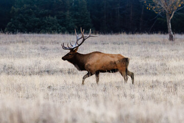 Bull elk (Cervus canadensis) walking in Grand Teton National Park, Wyoming during fall