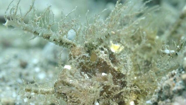 4k hairy frogfish perched in current
