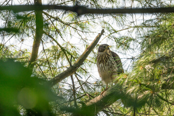hawk on a tree