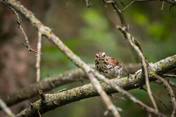 bird on a branch