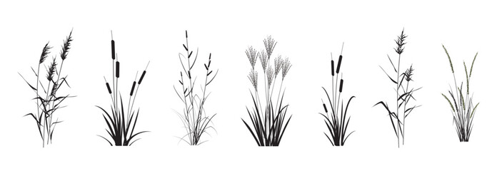 Marsh (pond, river) coastal plants - cattail, reed, cane, miscanthus, sedge, сalamagrostis isolated on a white background. Vector silhouette drawings set.