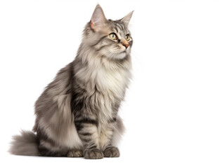 Obraz premium American Bobtail Cat Studio Shot Isolated on Clear Background, Generative AI