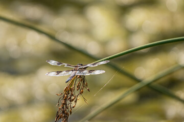 dragonfly on a branch
