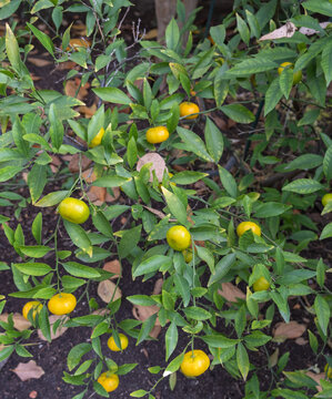 Tangerines ripening on the vine 