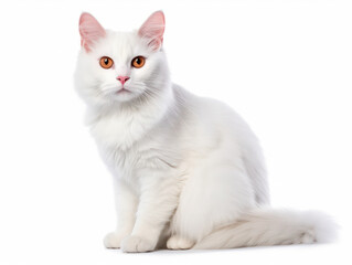 Obraz premium Turkish Van Cat Studio Shot Isolated on Clear Background, Generative AI