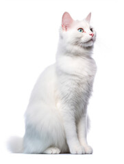 Turkish Van Cat Studio Shot Isolated on Clear Background, Generative AI