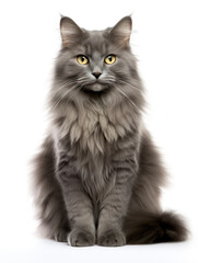 Obraz premium Nebelung Cat Studio Shot Isolated on Clear Background, Generative AI