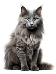 Obraz premium Nebelung Cat Studio Shot Isolated on Clear Background, Generative AI
