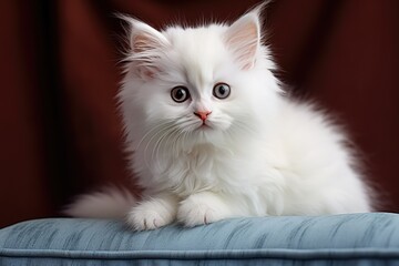 small cute white fluffy kitten