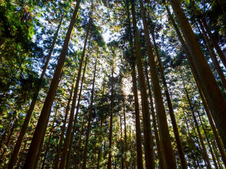 気持ちいい杉の林