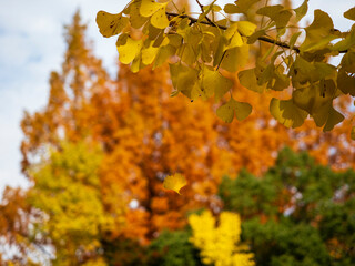 イチョウの葉が散る公園が色づいている