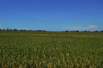 Fototapeta premium Paddy's plants are starting to bear fruit