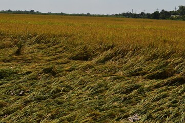 Paddy is ready to harvest