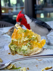 Red crested cardinal, that darn red headed bird,  stealing breakfast - obrazy, fototapety, plakaty