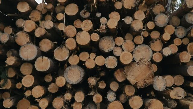 Zooming Out From Cut Trunks Of Logs In Stock In Forest While Timberland Deforestation. Tractor Puts Wood Trees In Stocks. Working Process In Timberland. Beautiful Stock In Timberland. Logging.