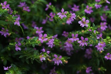 Obraz premium taiwan beauty flower