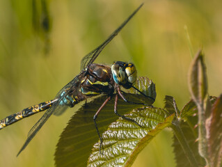 Dragonfly Delight: Exquisite High-Resolution Capture of a Paddle-tailed Darner, Perfect for Adding Natural Beauty to Your Creative Projects