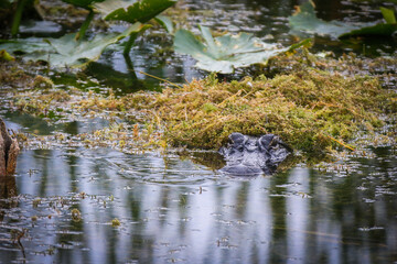 American Alligator Floating in the Water Underneath Moss in Central Florida Showing Head and Body Camoflauged