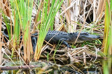 American Alligator in the Marsh in Central Florida Full Body Camoflauged