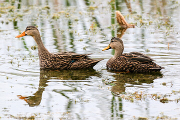 Female Mallard Ducks swimming in a Lake in Central Florida