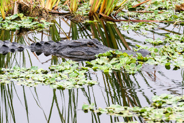American Alligator Swimming in a Lake in Central Florida With Reflection of Marsh Grass Showing Head and Part of Body