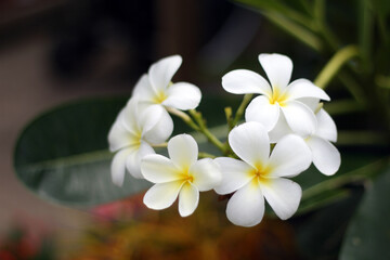 Plumeria (frangipani) flowers close-up