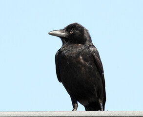 Close up portrait of a torresian crow bird against a blue sky background