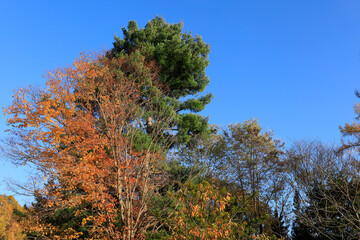 trees in the autumn