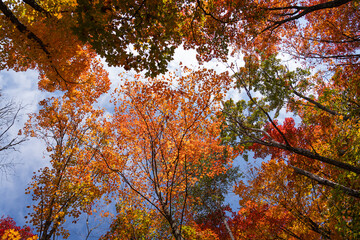 autumn in the forest