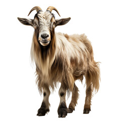 Portrait of a goat isolated on transparent background cutout, PNG file.