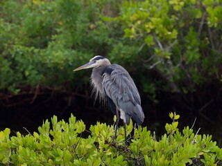 great blue heron ardea cinerea