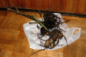 Tubers of dali flower bulbs taken out of the ground for the winter