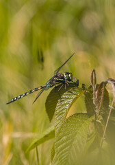 Dragonfly Delight: Exquisite High-Resolution Capture of a Paddle-tailed Darner, Perfect for Adding Natural Beauty to Your Creative Projects