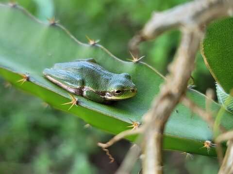 squirrel tree frog (hyla squirella) hiding on dragonfruit plant