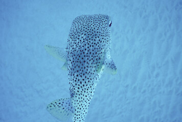 Puffer Fish Swimming through beautiful clear water in Hawaii 