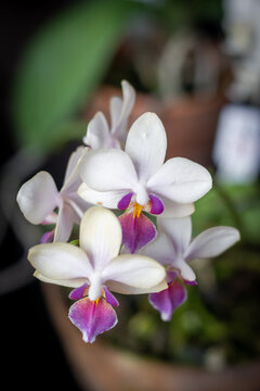 Orquideas 